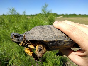 Wild turtles hot sale as pets